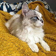 Plume a rejoint le concours — aidez-le/la à gagner de superbes lots ! cat, fluffy, blue_eyes, mustard_blanket, textured_blanket, lying_down, indoor, pet, feline, whiskers, relaxed, side_view, soft_fur, cozy, comfort, animal, domestic_cat, resting, cute, calm