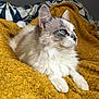 cat, fluffy, blue_eyes, mustard_blanket, textured_blanket, lying_down, indoor, pet, feline, whiskers, relaxed, side_view, soft_fur, cozy, comfort, animal, domestic_cat, resting, cute, calm
