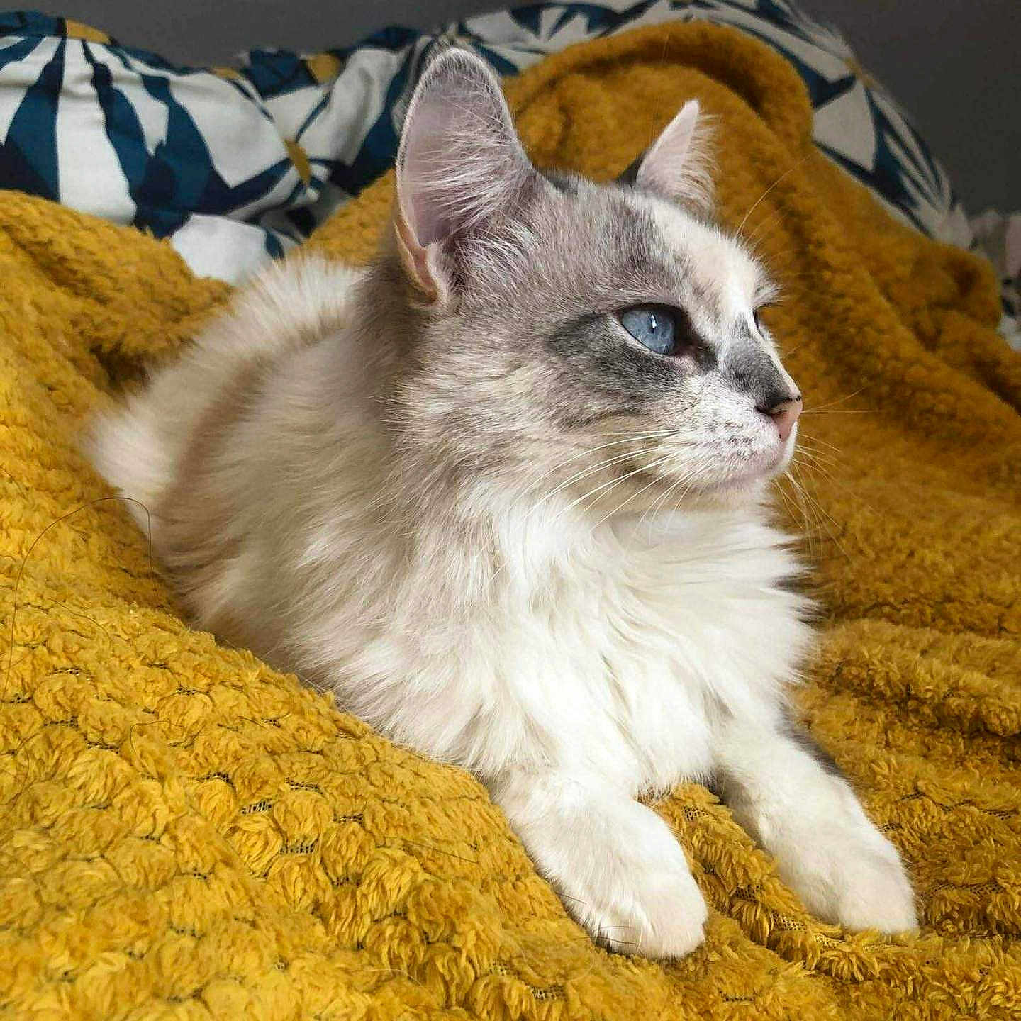 Plume a rejoint le concours — aidez-le/la à gagner de superbes lots ! animal, blue_eyes, calm, cat, comfort, cozy, cute, domestic_cat, feline, fluffy, indoor, lying_down, mustard_blanket, pet, relaxed, resting, side_view, soft_fur, textured_blanket, whiskers