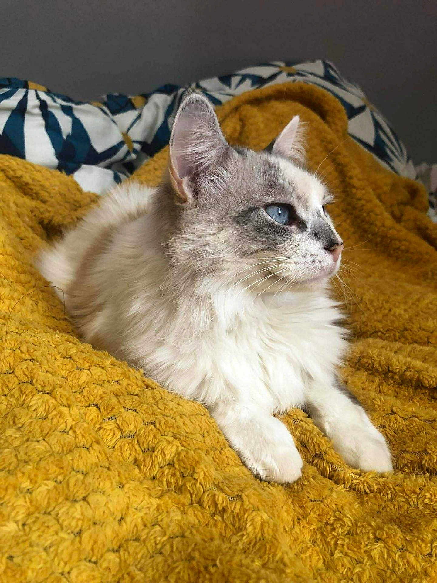 Plume a rejoint le concours — aidez-le/la à gagner de superbes lots ! cat, fluffy, blue_eyes, mustard_blanket, textured_blanket, lying_down, indoor, pet, feline, whiskers, relaxed, side_view, soft_fur, cozy, comfort, animal, domestic_cat, resting, cute, calm