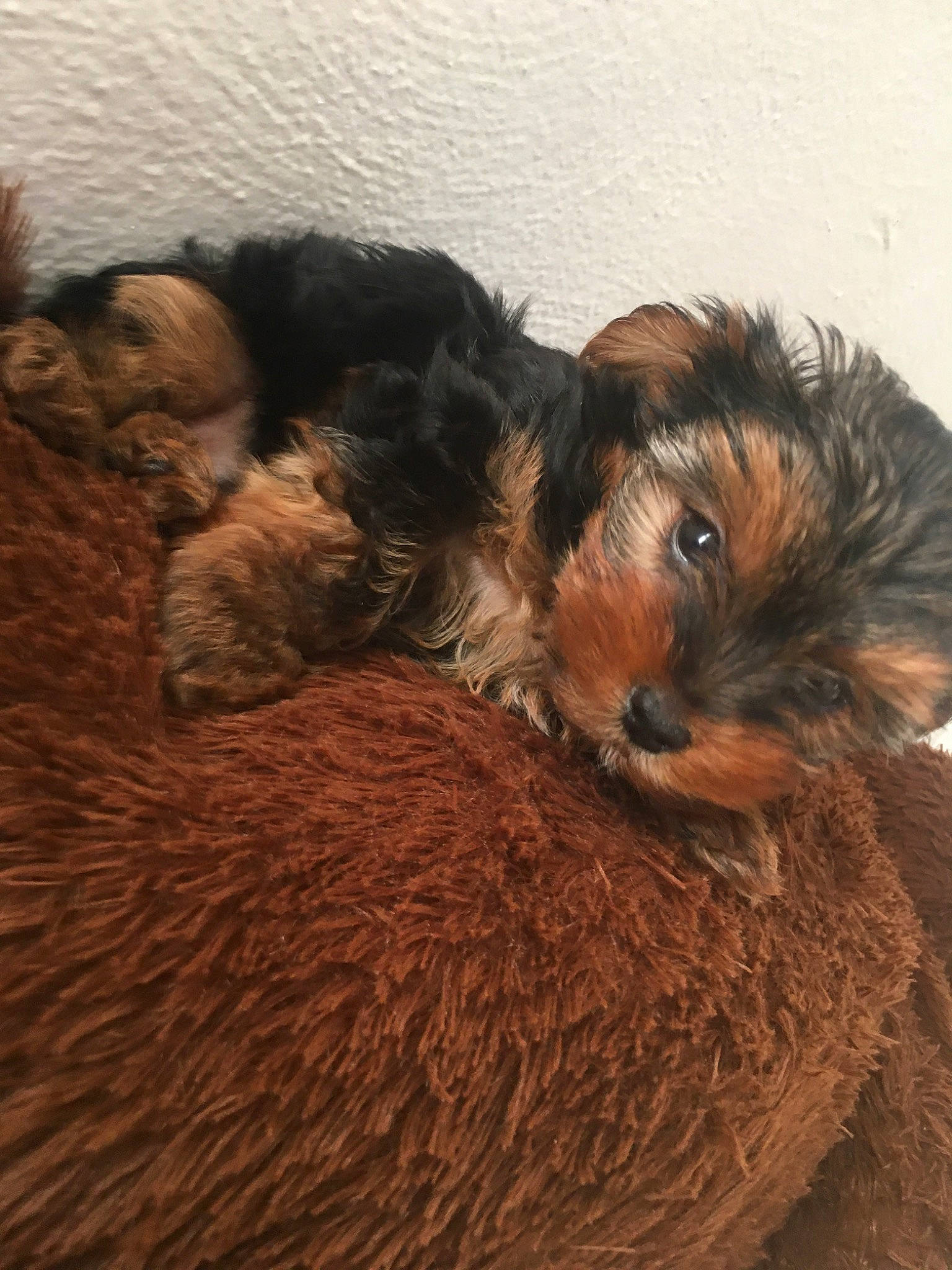 Thimbleton is registered to the contest to win money with this photo: border_terrier, canidae, carnivore, cavapoo, cockapoo, companion_dog, dog, dog_breed, fur, mammal, morkie, norfolk_terrier, puppy, schnoodle, small_terrier, terrier, toy_dog, vertebrate, yorkipoo, yorkshire_terrier