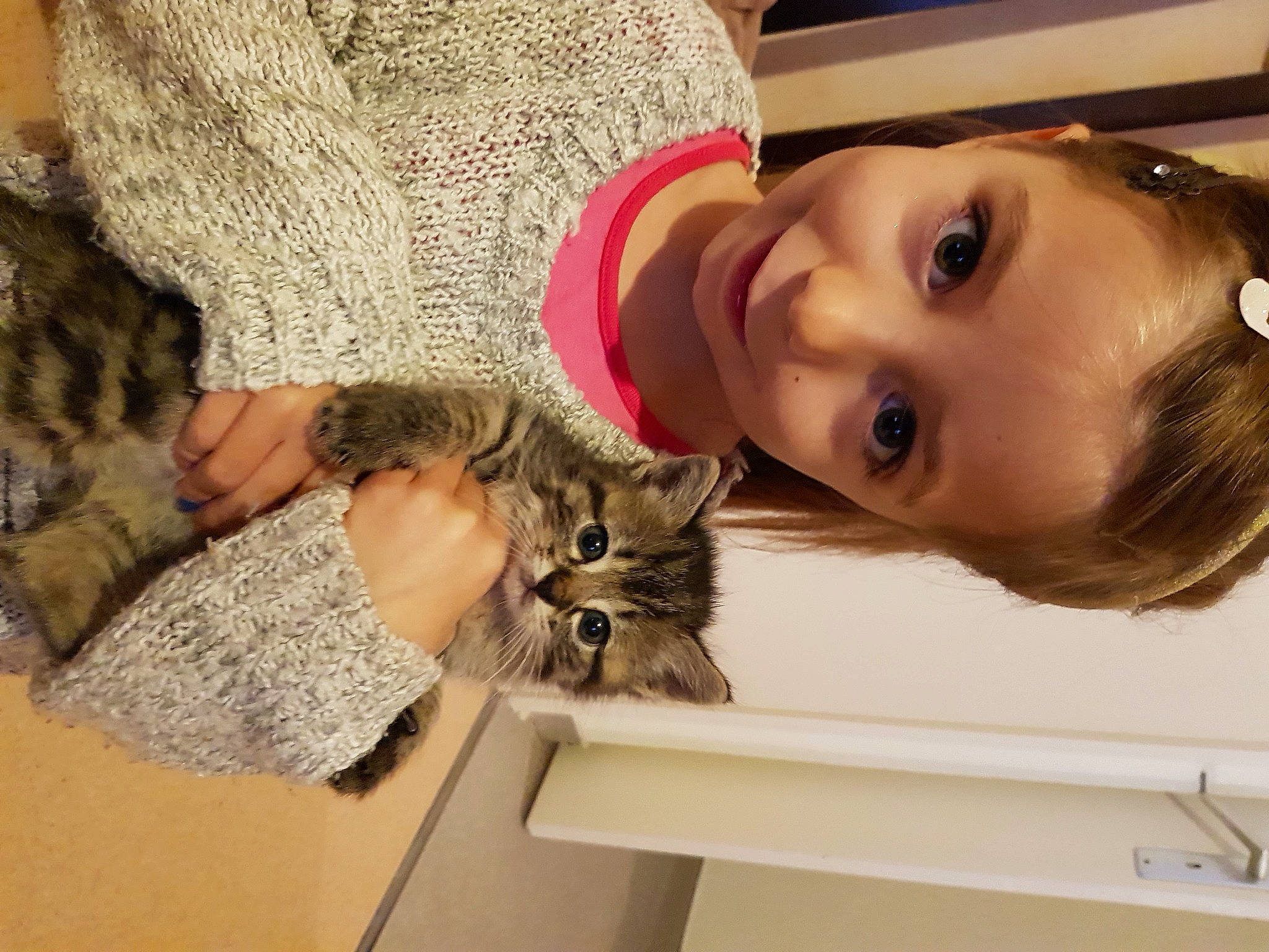 Alya a rejoint le concours — aidez-le/la à gagner de superbes lots ! american_curl, american_shorthair, asian, carnivore, cat, child, domestic_short_haired_cat, dragon_li, ear, european_shorthair, eye, felidae, fur, joy, kitten, person, pixie_bob, play, skin, small_to_medium_sized_cats