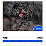 app_ui, badge_label, black_fur, blue_header, calendar, calendar_page, close_up, curly_fur, cute, dog, fur, header_bar, mobile_screenshot, paws, pet_portrait, portrait, small_dog, smoke_label, tongue_out, website_screenshot