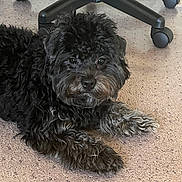 Smoke is registered to the contest to win money with this photo: animal, black_dog, carpet, companion, cozy, curious, curly_fur, cute, dog, domestic_animal, floor, fur, indoor, looking, lying_down, office_chair, paw, pet, resting, small_dog