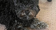 Smoke is registered to the contest to win money with this photo: animal, black_dog, carpet, companion, cozy, curious, curly_fur, cute, dog, domestic_animal, floor, fur, indoor, looking, lying_down, office_chair, paw, pet, resting, small_dog