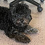 animal, black_dog, carpet, companion, cozy, curious, curly_fur, cute, dog, domestic_animal, floor, fur, indoor, looking, lying_down, office_chair, paw, pet, resting, small_dog