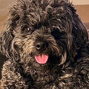 Smoke joined the competition — help win amazing prizes! adorable, black_dog, brown_fur, canine, close_up, companion_animal, curly_fur, cute, dark_coat, dog, fluffy, happy, indoors, long_hair, pet, portrait, shaggy, smiling, tongue, warm_lighting