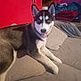 Evy participe au concours pour gagner de l'argent avec cette photo : dog, husky, puppy, mouth_open, tongue_out, blue_eyes, ears_up, couch, cushion, indoor, red_wall, butterfly_decal, fur, pet, animal, relaxing, smiling, living_room, furniture, home