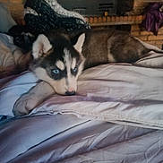 Evy a rejoint le concours — aidez-le/la à gagner de superbes lots ! husky, puppy, dog, bed, blanket, blue_eyes, lying_down, indoors, cozy, fireplace, brick_wall, pet, cute, fur, resting, animal, domestic_animal, sleepy, warm, comfort
