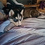 husky, puppy, dog, bed, blanket, blue_eyes, lying_down, indoors, cozy, fireplace, brick_wall, pet, cute, fur, resting, animal, domestic_animal, sleepy, warm, comfort