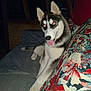 husky, dog, pet, animal, couch, indoor, tongue_out, flash, red_eyes, pillow, floral_pattern, fur, paw, resting, mammal, cute, companion, domestic_animal, canine, relaxed
