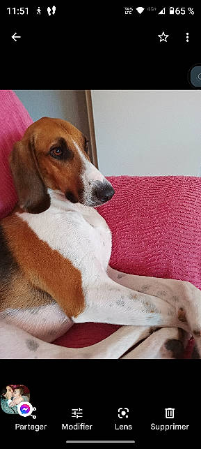 Lucien participe au concours pour gagner de l'argent avec cette photo : carnivore, comfort, companion_dog, couch, dog, dog_breed, hound, hunting_dog, pet_supply, rectangle, snout, terrestrial_animal, working_animal