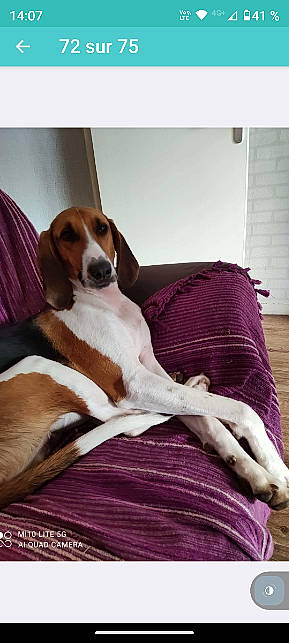 Lucien a rejoint le concours — aidez-le/la à gagner de superbes lots ! carnivore, comfort, companion_dog, couch, dog, dog_breed, dog_supply, fawn, hound, hunting_dog, liver, magenta, pet_supply, scent_hound, sporting_group, wood, working_animal