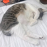 Rosco is registered to the contest to win money with this photo: cat, tabby, white_cat, sleeping, relaxed, curled_up, lying_down, bed, white_bedding, paw, whiskers, ears, fur, striped_fur, indoor, bedroom, cozy, cute, pet, nap