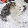 cat, tabby, white_cat, sleeping, relaxed, curled_up, lying_down, bed, white_bedding, paw, whiskers, ears, fur, striped_fur, indoor, bedroom, cozy, cute, pet, nap