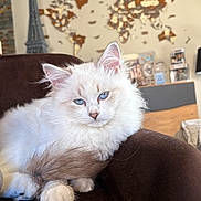 Chouchou a rejoint le concours — aidez-le/la à gagner de superbes lots ! blue_eyes, cat, chair, close_up, cozy, cute, decor, domestic_animal, eiffel_tower_model, fluffy, furniture, indoor, living_room, paws, pet, portrait, relaxed, tail, white_cat, world_map