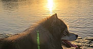 Paddy a rejoint le concours — aidez-le/la à gagner de superbes lots ! dog, sunset, water, lake, rocks, outdoor, nature, animal, sunlight, reflection, fur, tongue, canine, scenic, evening, landscape, peaceful, side_view, sky, trees
