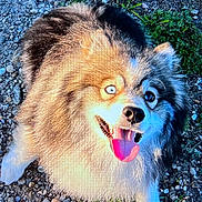 Paddy participe au concours pour gagner de l'argent avec cette photo : dog, fluffy, heterochromia, tongue_out, outdoor, grass, pebbles, happy, pet, canine, nature, fur, animal, looking_up, sunlight, shadow, closeup, tongue, ears, playful