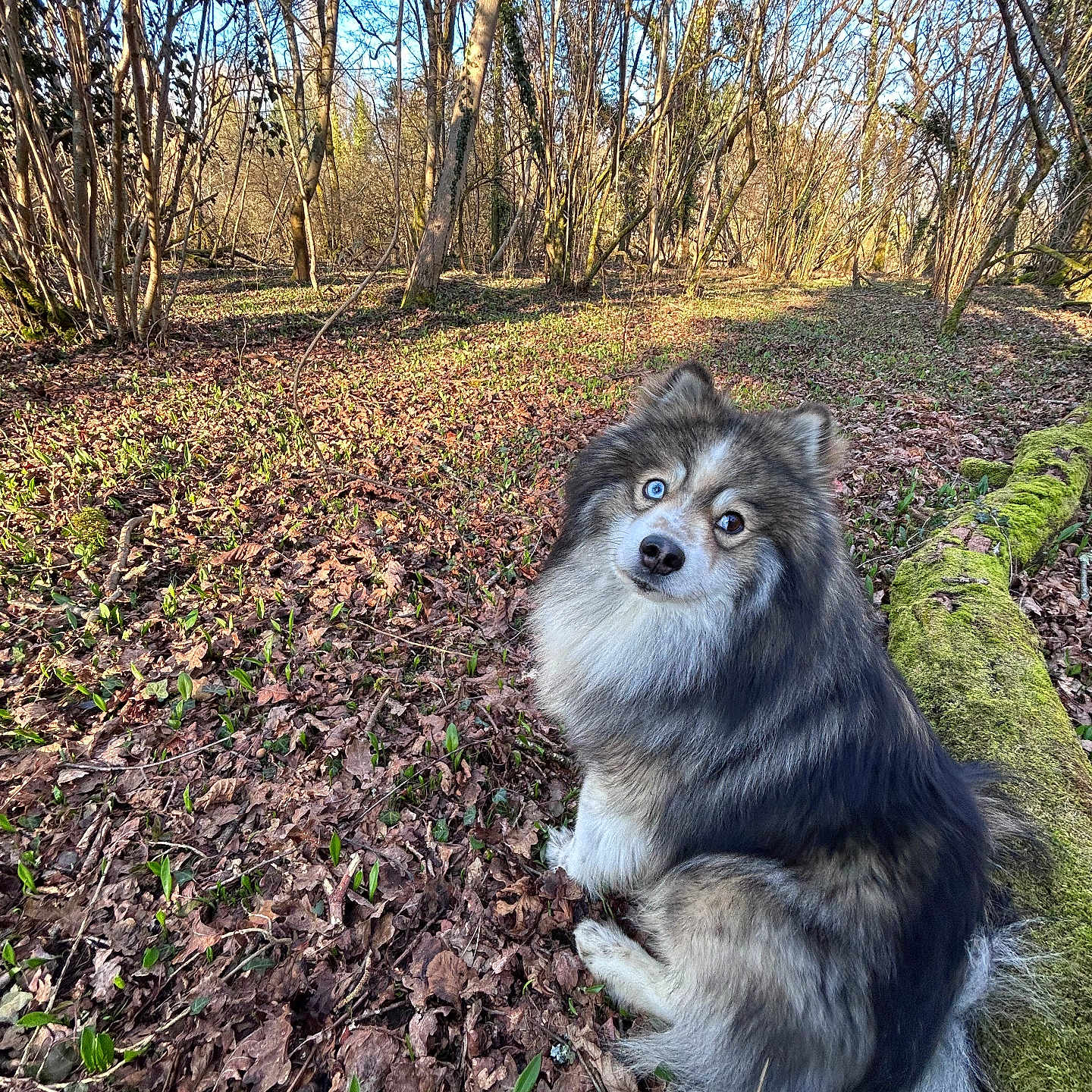 Paddy participe au concours pour gagner de l'argent avec cette photo : dog, forest, tree, leaf, moss, log, sunlight, nature, outdoor, animal, fur, heterochromia, wildlife, canine, sitting, brown, green, blue, curious, scenery