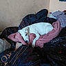 Praline a rejoint le concours — aidez-le/la à gagner de superbes lots ! animal, bed, blanket, canine, comfort, cozy, cute, dark_blanket, dog, domestic_animal, fur, fur_texture, indoor, pet, pink_blanket, relaxed, resting, sleepy, snuggled, white_dog