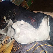Praline participe au concours pour gagner de l'argent avec cette photo : animal, bed, blanket, canine, comfort, cozy, dog, domestic, fur, home, indoor, lying_down, paw, pet, quiet, relaxed, resting, sleeping_position, snout, white_dog