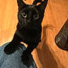 animal, black_cat, cat, claws, close_up, curious, denim, domestic_cat, floor, furniture_leg, home, indoor, knee, looking_up, paw, pet, shadow, whiskers, wide_eyes, wooden_floor