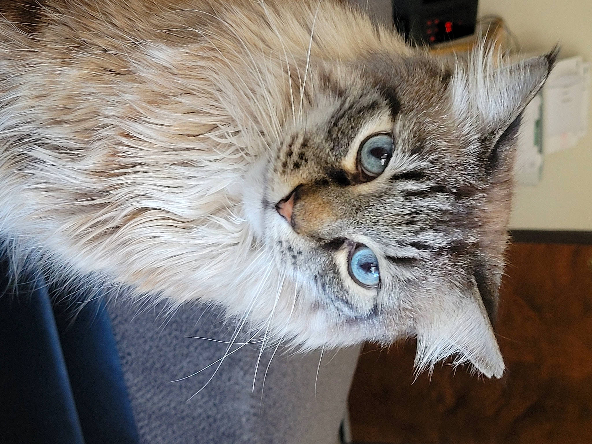 Simba joined the competition — help win amazing prizes! carnivore, cat, close_up, domestic_short_haired_cat, felidae, fur, grey, small_to_medium_sized_cats, snout, tail, terrestrial_animal, whiskers