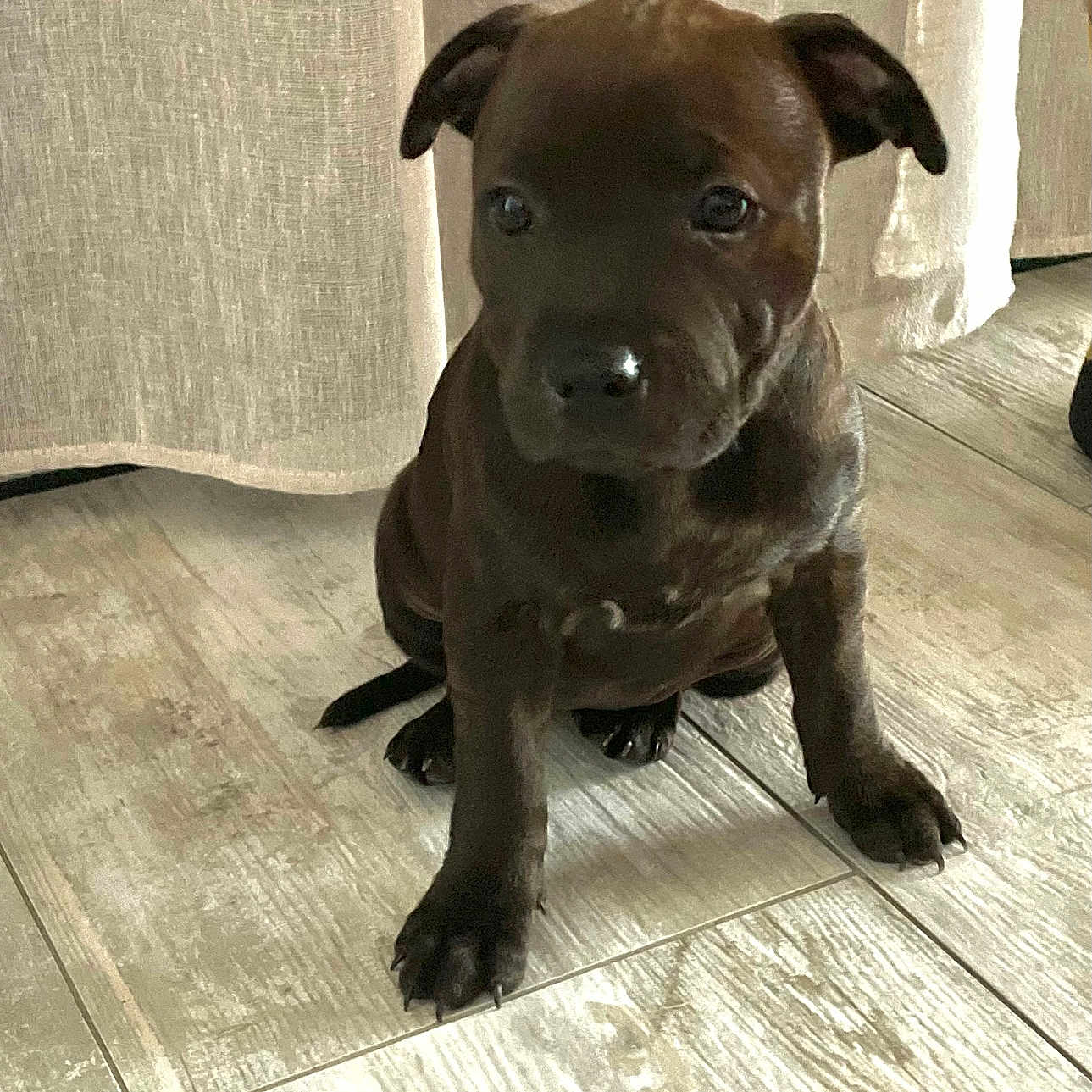 Baya