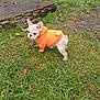 Charlie is registered to the contest to win money with this photo: dog, puppy, orange_hoodie, grass, outdoor, wood, pet, small_dog, curious, animal, canine, nature, leaf, young, walkway, side_view, fur, ears, cute, clothing