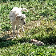 Charlie joined the competition — help win amazing prizes! dog, white_dog, puppy, grass, fence, outdoor, sunlight, greenery, animal, pet, nature, playful, canine, yard, daytime, curious, resting, small_dog, wire_fence, field