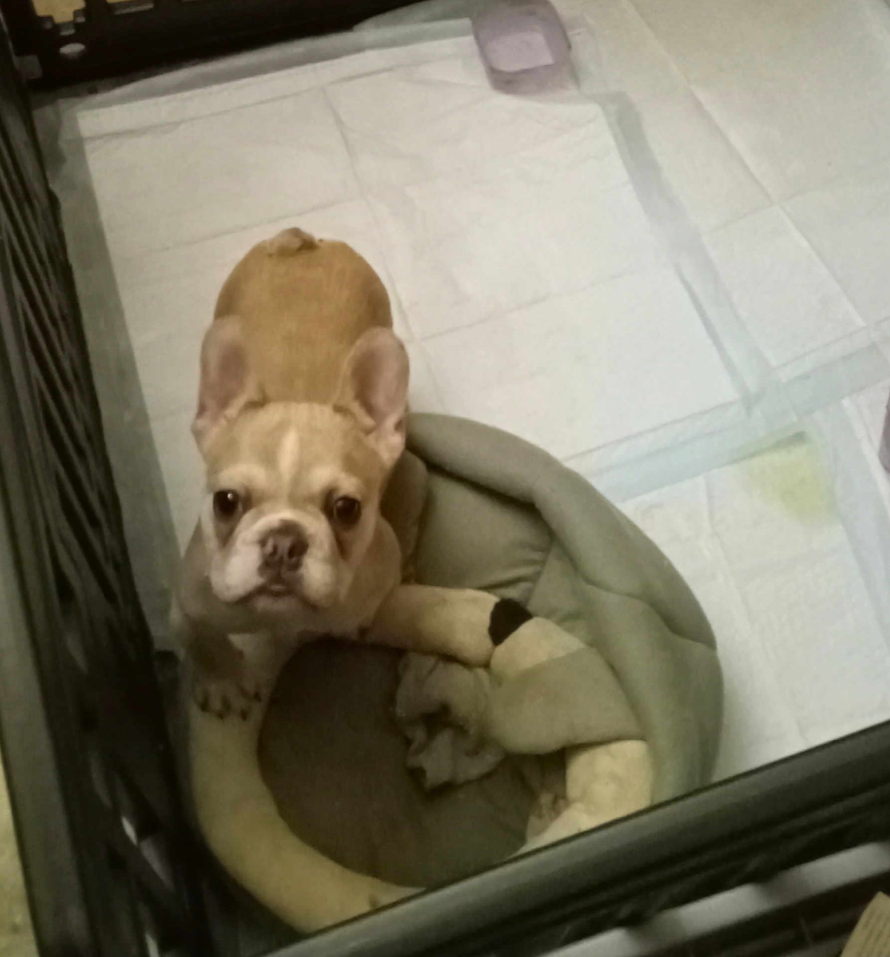 Charlie Bubbles joined the competition — help win amazing prizes! dog, puppy, french_bulldog, pet, indoor, bed, pen, pee_pad, animal, canine, cute, looking_up, ears_up, small_dog, floor, toy, resting_area, young_dog, companion, domestic