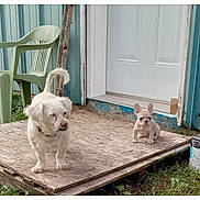 Charlie Bubbles joined the competition — help win amazing prizes! dog, puppy, white_dog, french_bulldog, wooden_platform, door, blue_siding, green_chair, outdoor, grass, pet, animal, small_dog, large_dog, house_entrance, curious, young_dog, old_dog, daylight, nature