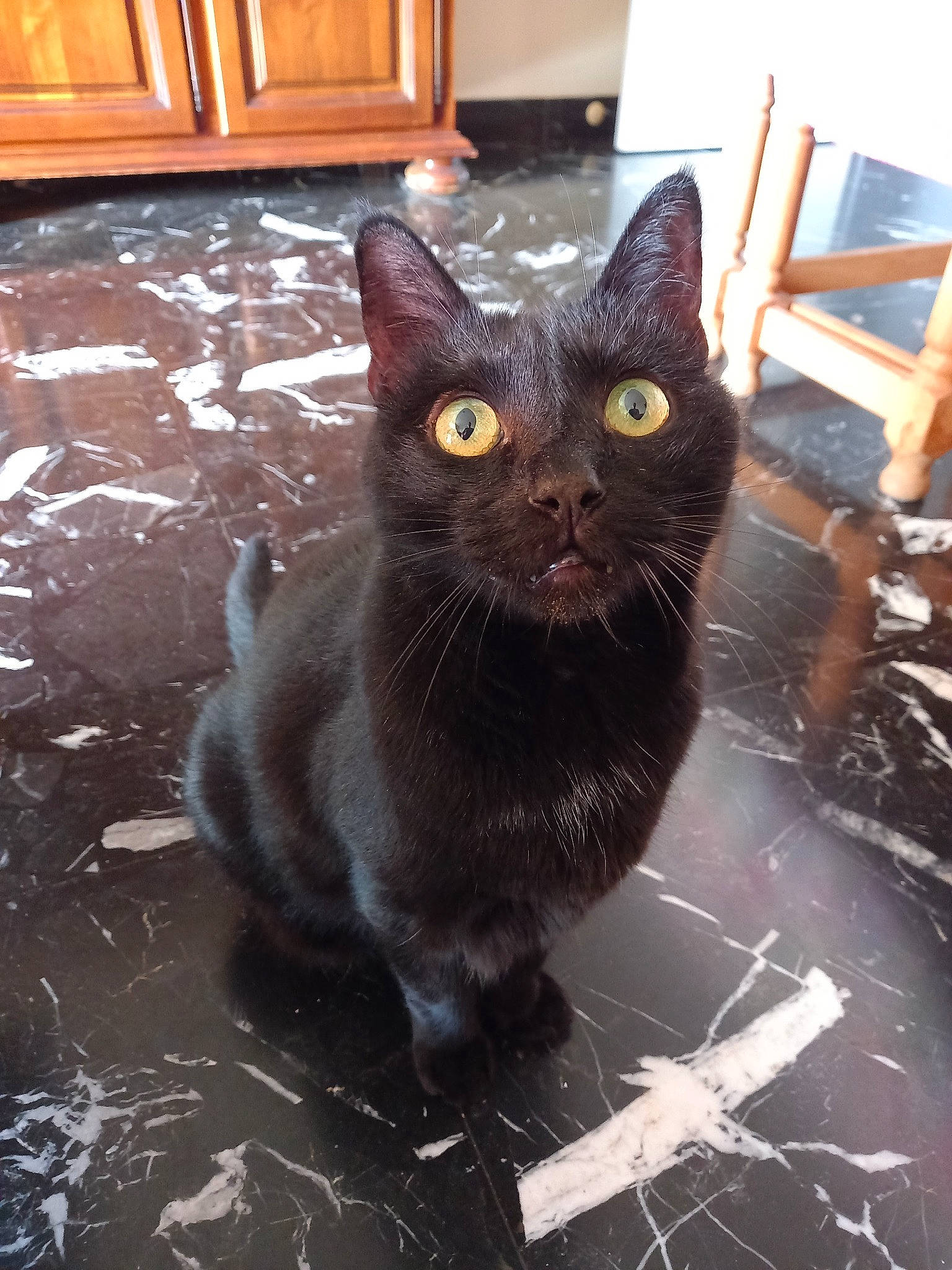 Diamant participe au concours pour gagner de l'argent avec cette photo : black_cat, bombay, cabinetry, carnivore, cat, cat_supply, cupboard, domestic_short_haired_cat, felidae, floor, flooring, fur, grey, hardwood, small_to_medium_sized_cats, snout, tail, whiskers, window, wood