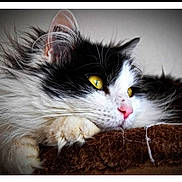 Titi participe au concours pour gagner de l'argent avec cette photo : animal, black_and_white, cat, close_up, cozy, cute, domestic_cat, feline, fluffy, fur, indoor, mammal, paw, pink_nose, portrait, relaxed, resting, soft_lighting, whiskers, yellow_eyes