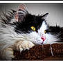 animal, black_and_white, cat, close_up, cozy, cute, domestic_cat, feline, fluffy, fur, indoor, mammal, paw, pink_nose, portrait, relaxed, resting, soft_lighting, whiskers, yellow_eyes