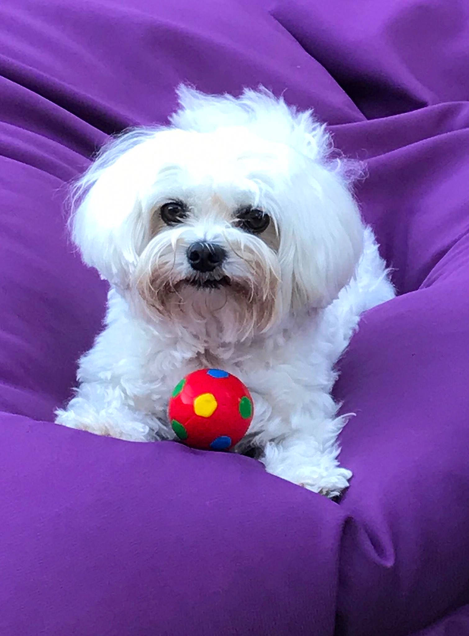 Snooky a rejoint le concours — aidez-le/la à gagner de superbes lots ! canidae, carnivore, companion_dog, dog, dog_breed, dog_collar, dog_supply, fur, maltepoo, non_sporting_group, plant, poodle, poodle_crossbreed, shih_poo, small_terrier, sporting_group, terrier, toy_dog, water_dog, working_animal