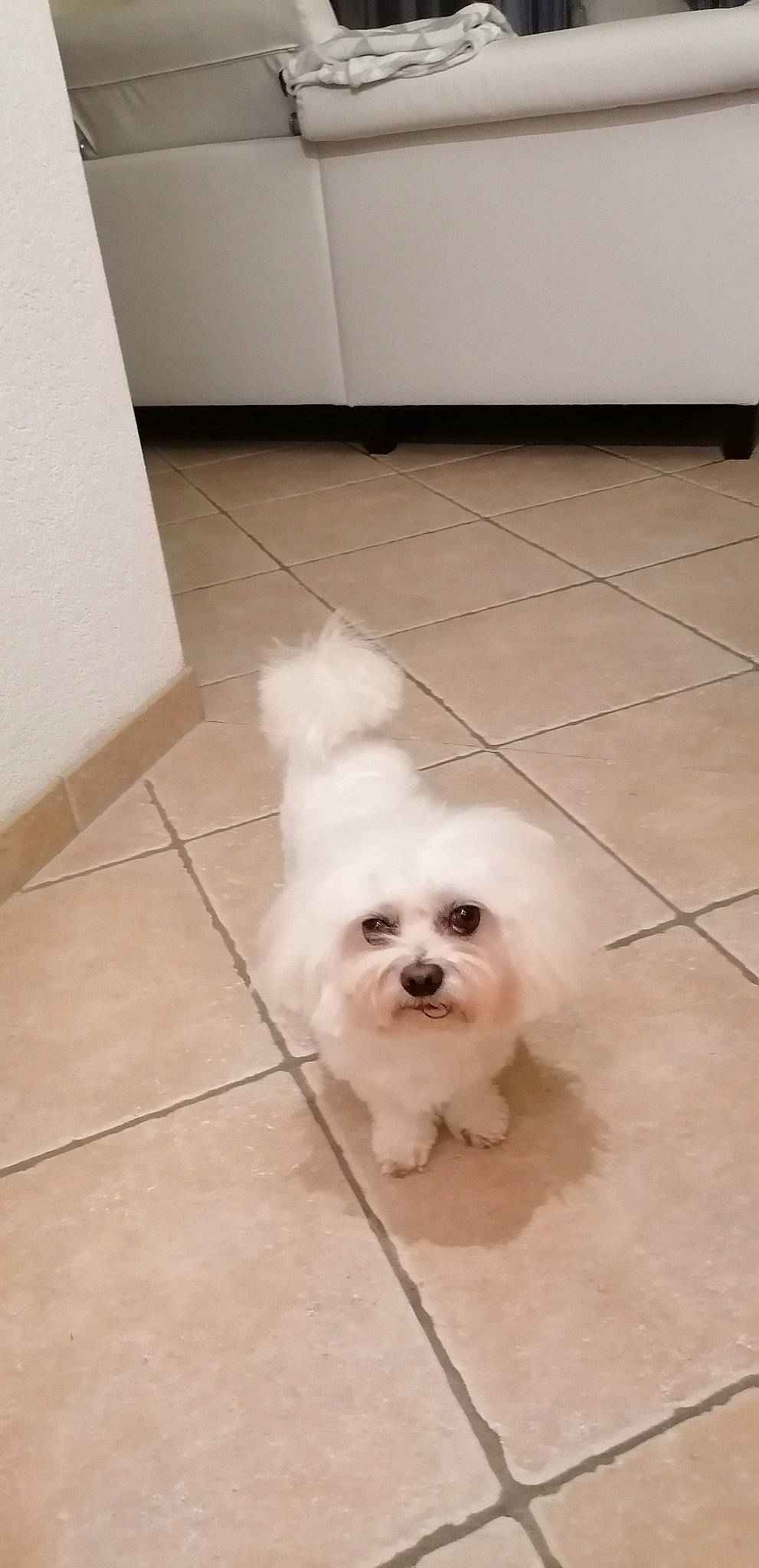 Snooky a rejoint le concours — aidez-le/la à gagner de superbes lots ! canidae, carnivore, companion_dog, dog, dog_breed, floor, flooring, fur, hardwood, mal_shi, maltepoo, non_sporting_group, small_terrier, sporting_group, tail, terrier, toy_dog, wood, working_animal