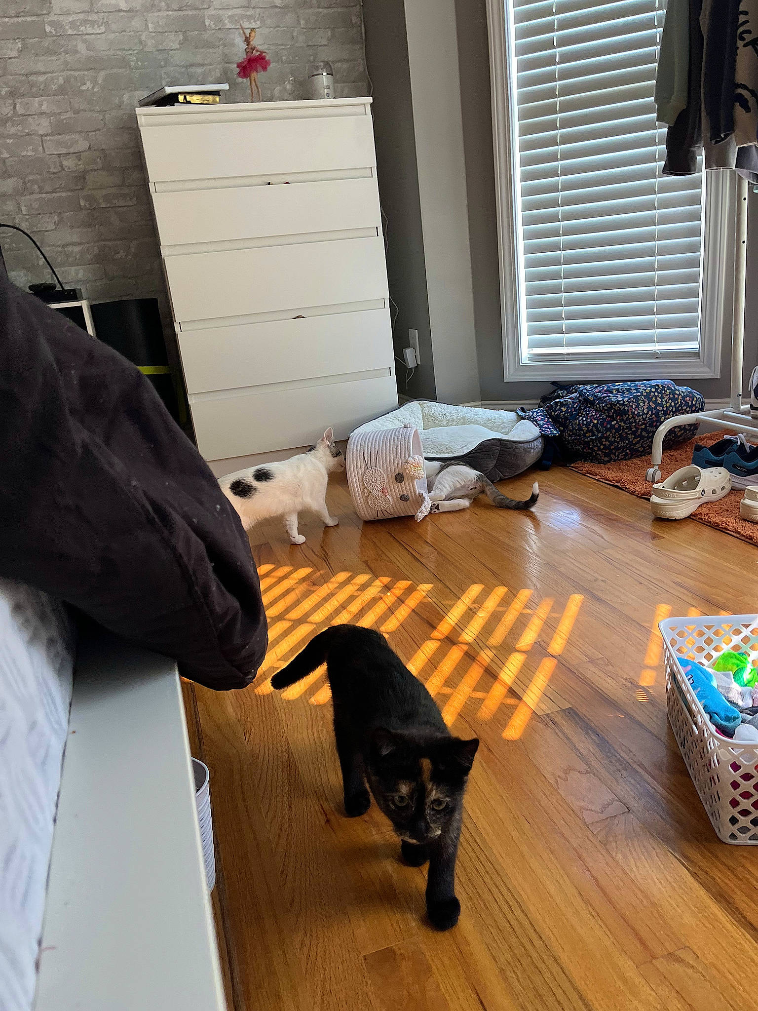 Vee is registered to the contest to win money with this photo: carnivore, cat, comfort, companion_dog, design, felidae, floor, flooring, hardwood, laminate_flooring, living_room, mammal, small_to_medium_sized_cats, table, tail, varnish, window, wood, wood_flooring, wood_stain
