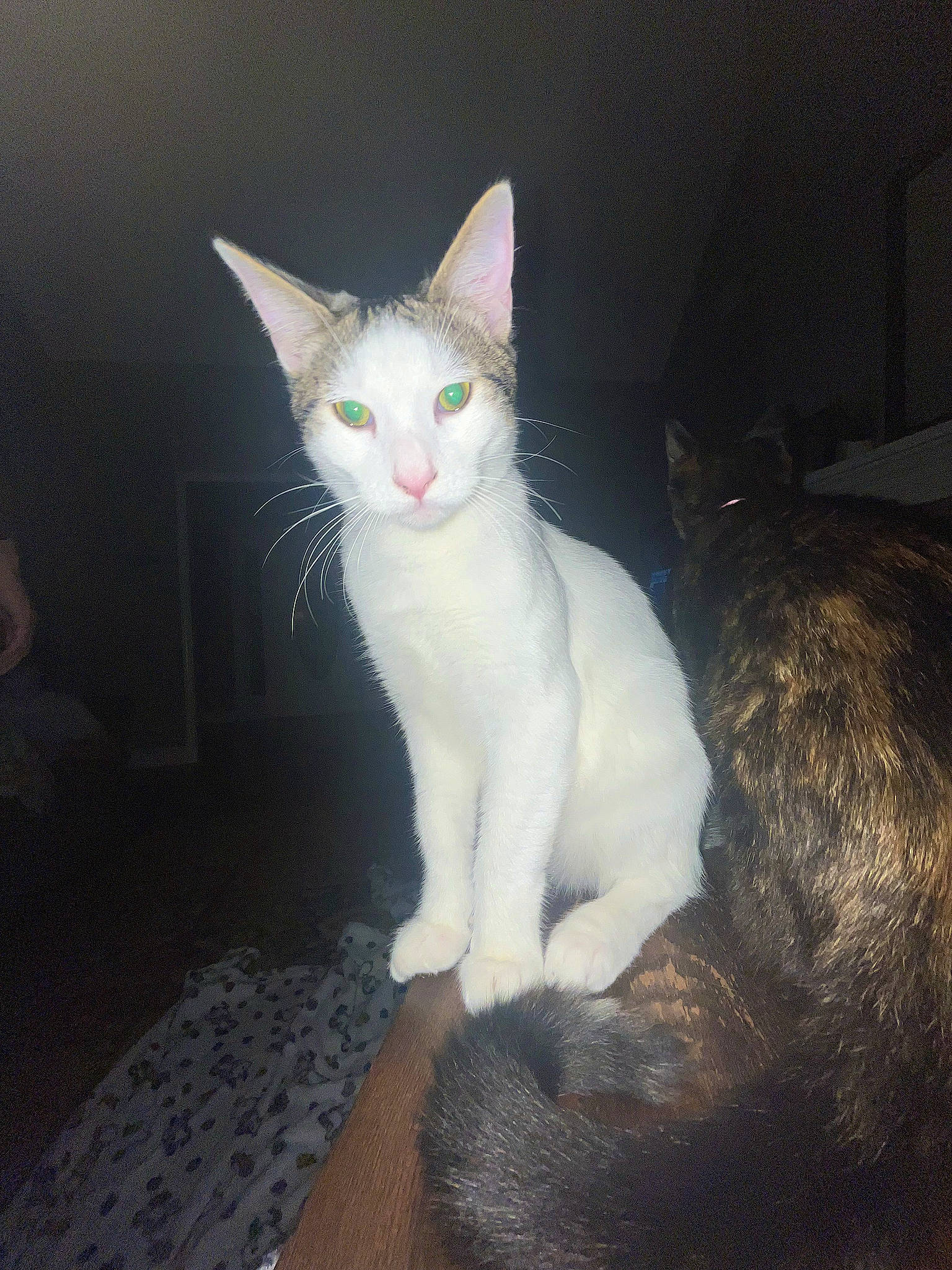 Griddy is registered to the contest to win money with this photo: carnivore, cat, comfort, darkness, domestic_short_haired_cat, eye, felidae, foot, fur, lap, paw, sitting, small_to_medium_sized_cats, snout, tail, whiskers