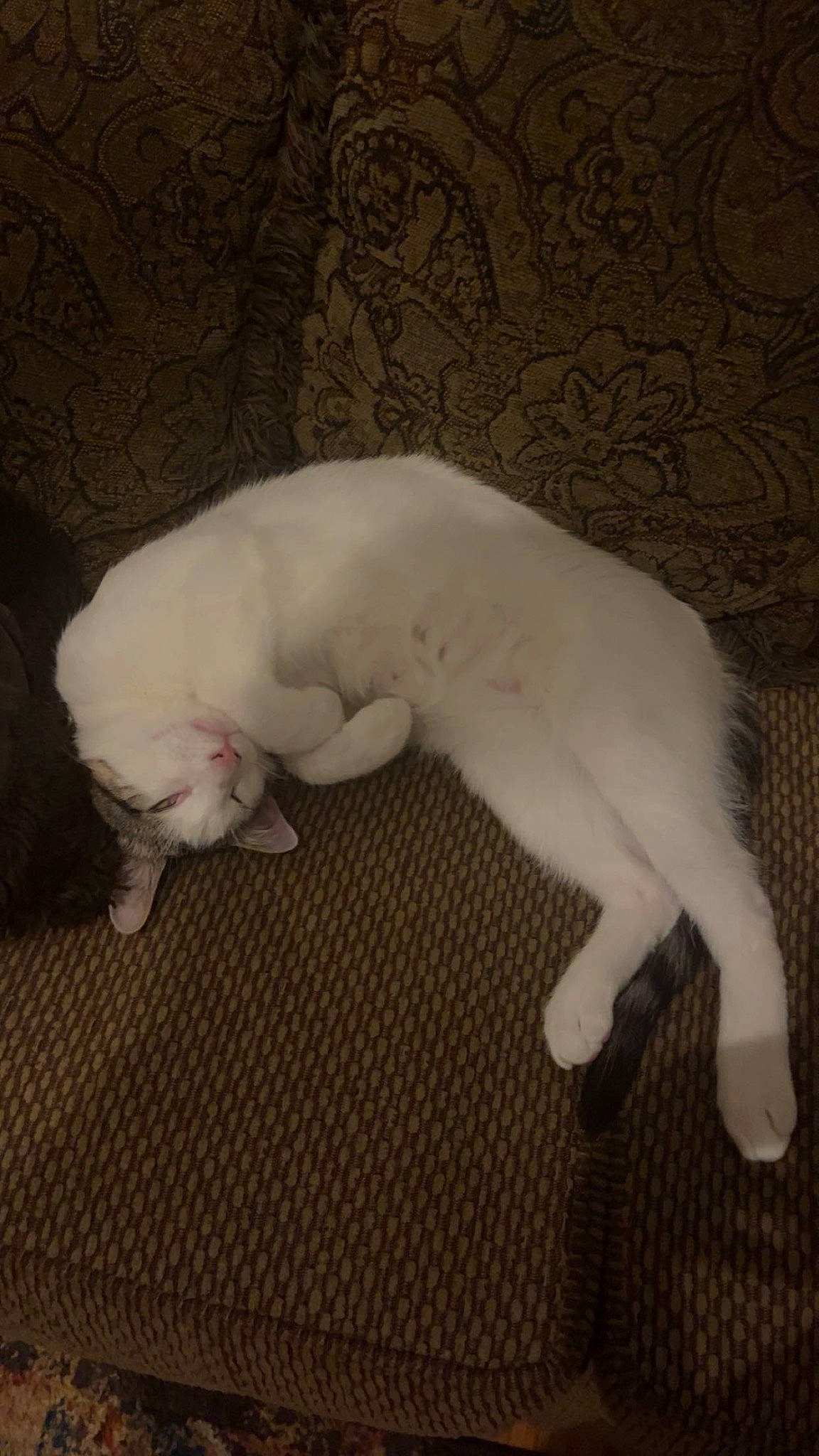 Griddy joined the competition — help win amazing prizes! canidae, carnivore, cat, claw, comfort, companion_dog, dog_breed, domestic_short_haired_cat, fawn, felidae, flooring, fur, grey, paw, small_to_medium_sized_cats, snout, sporting_group, tail, terrestrial_animal, whiskers