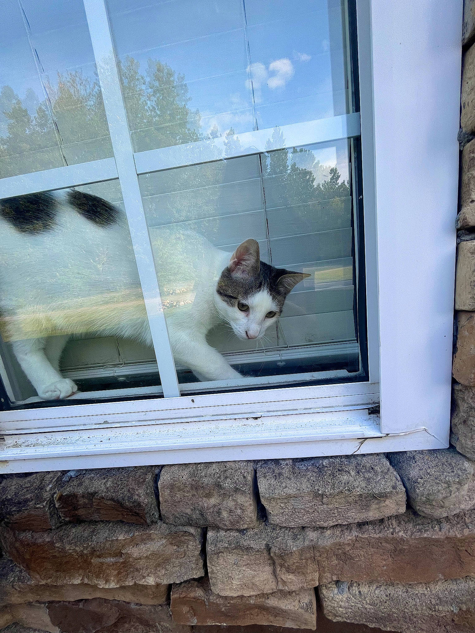 Griddy is registered to the contest to win money with this photo: building, carnivore, cat, facade, fawn, felidae, fixture, glass, house, sash_window, shade, small_to_medium_sized_cats, snout, tail, tints_and_shades, vertebrate, whiskers, window, window_covering, wood