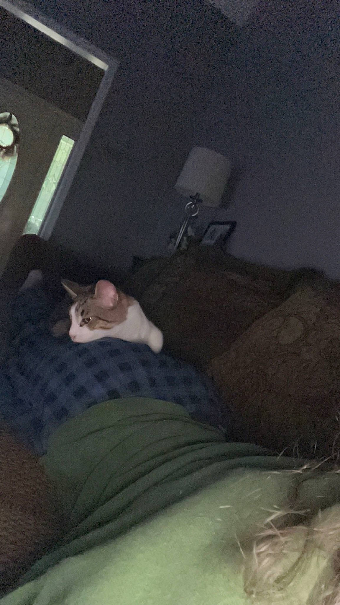 King Von joined the competition — help win amazing prizes! bed, bed_sheet, bedding, bedroom, carnivore, cat, comfort, darkness, felidae, flooring, fur, grey, human_leg, linens, night, room, sitting, small_to_medium_sized_cats, tints_and_shades, whiskers