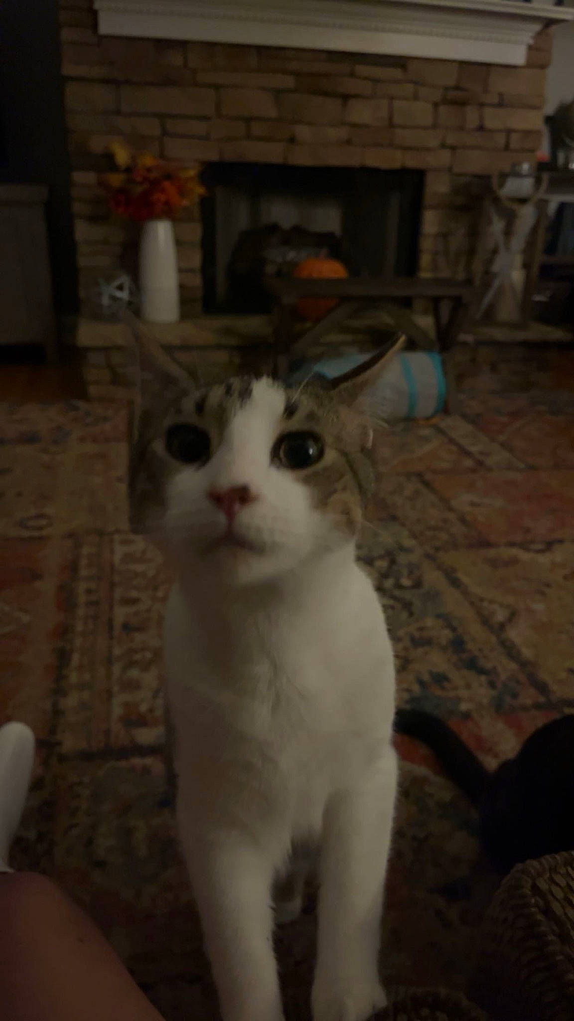 King Von is registered to the contest to win money with this photo: cat, domestic_short_haired_cat, eye, felidae, flooring, fur, small_to_medium_sized_cats, snout, tail, terrestrial_animal, whiskers