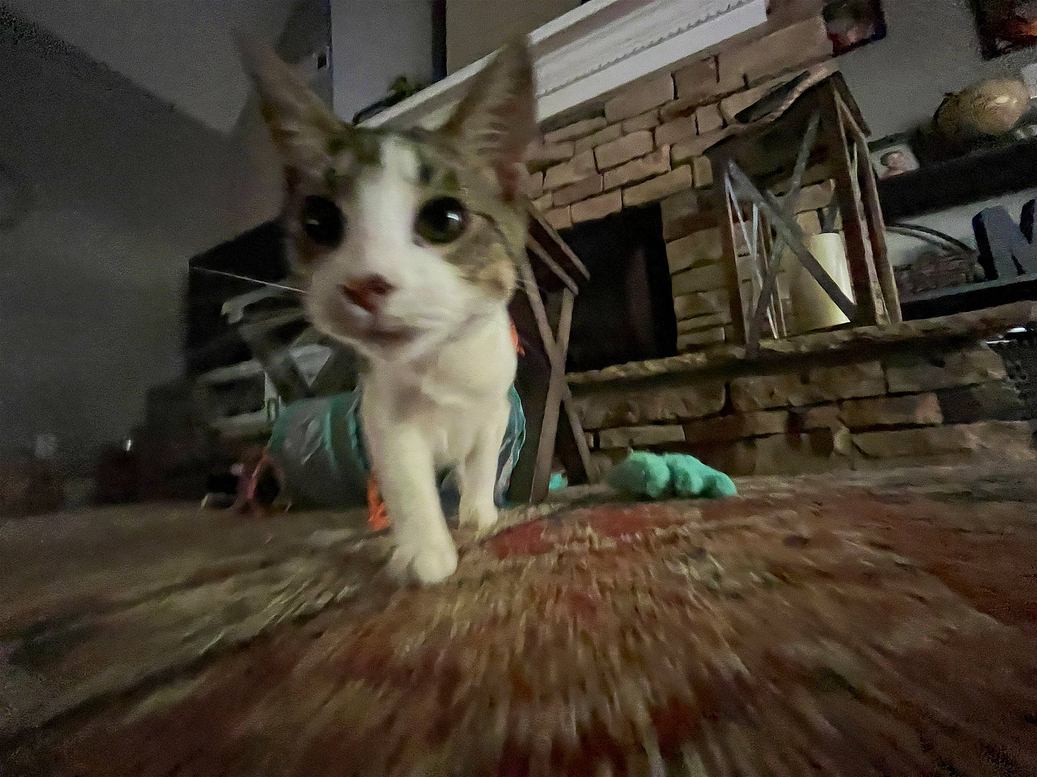 King Von joined the competition — help win amazing prizes! carnivore, cat, domestic_short_haired_cat, fawn, felidae, flooring, fur, hardwood, paw, photo_caption, small_to_medium_sized_cats, snout, tail, whiskers, wood