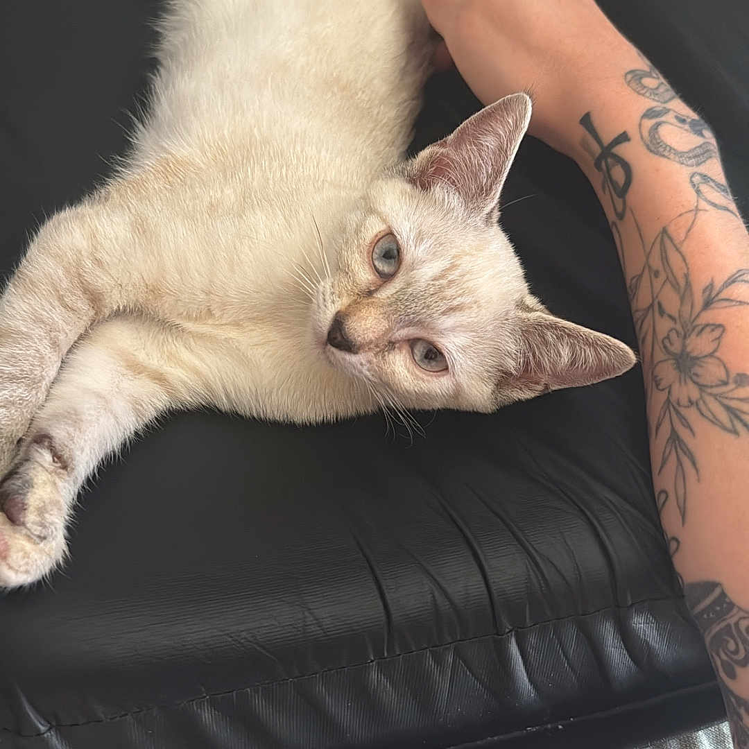 Bianca