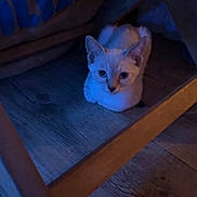 Bianca participe au concours pour gagner de l'argent avec cette photo : cat, animal, indoor, wooden_floor, chair, blanket, pet, blue_light, quiet, curious, feline, flooring, domestic_animal, resting, home, cozy, shadow, calm, furniture, wood