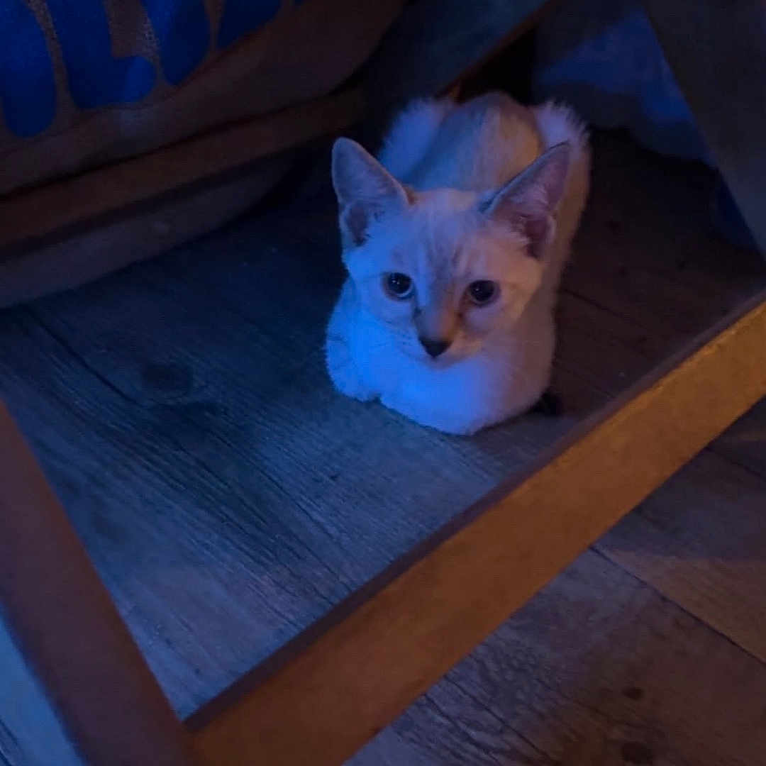 Bianca participe au concours pour gagner de l'argent avec cette photo : cat, animal, indoor, wooden_floor, chair, blanket, pet, blue_light, quiet, curious, feline, flooring, domestic_animal, resting, home, cozy, shadow, calm, furniture, wood