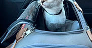 Bianca a rejoint le concours — aidez-le/la à gagner de superbes lots ! animal, blue_eyes, car_interior, cat, collar, curious, domestic_cat, feline, greenery, kitten, mesh, pet_carrier, seat, side_mirror, sunlight, transport, travel, window, young, zipper