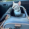 animal, blue_eyes, car_interior, cat, collar, curious, domestic_cat, feline, greenery, kitten, mesh, pet_carrier, seat, side_mirror, sunlight, transport, travel, window, young, zipper