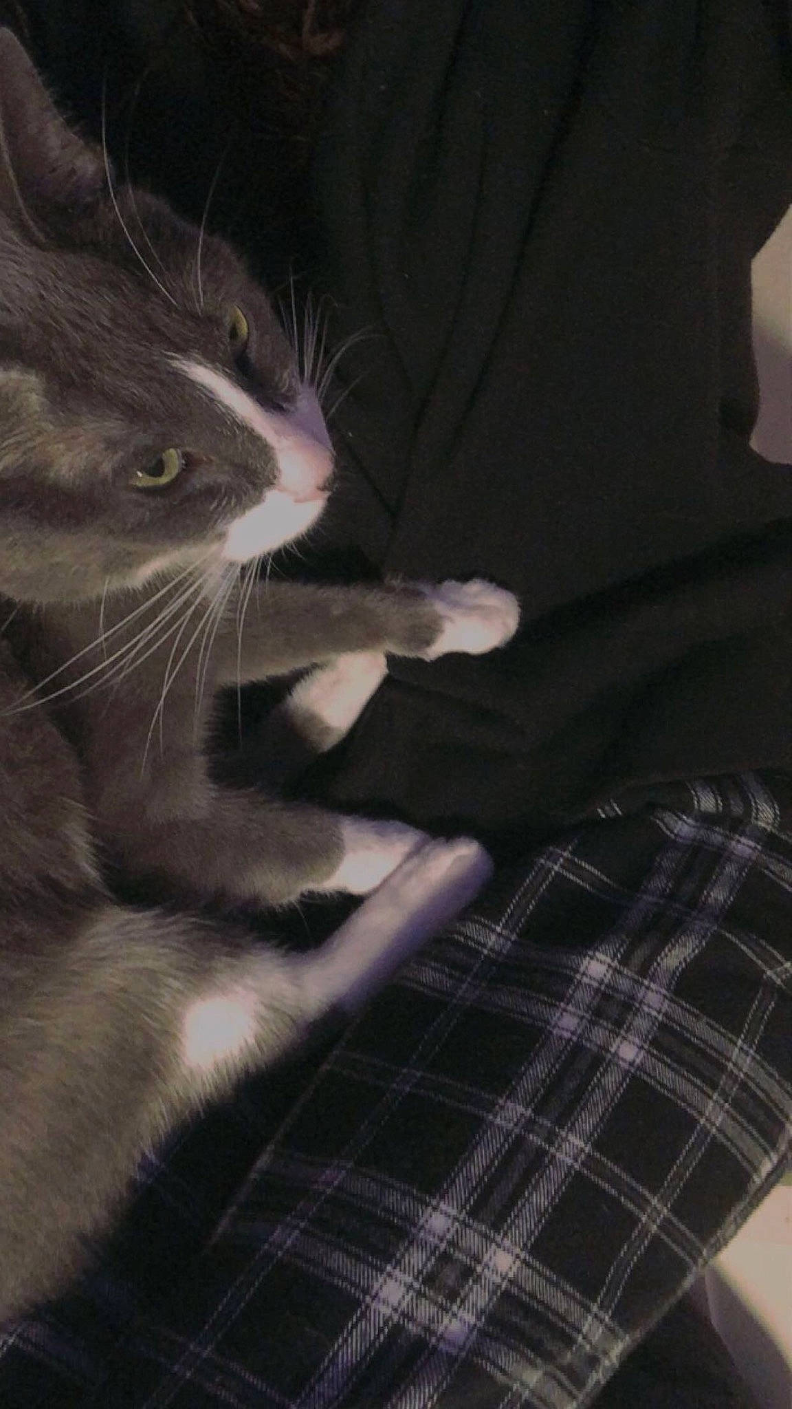 Shredder joined the competition — help win amazing prizes! black_cat, carnivore, cat, claw, comfort, domestic_short_haired_cat, ear, felidae, fur, gesture, grey, pattern, paw, plaid, sleeve, small_to_medium_sized_cats, tail, tartan, textile, whiskers